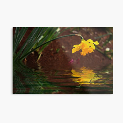 A daffodil leans over its reflection in water