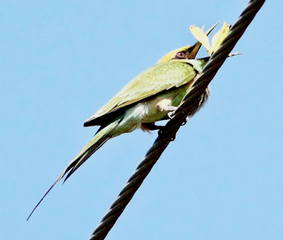 "Green Bee-eater Merops orientalis orientalis, With Prey on wire."