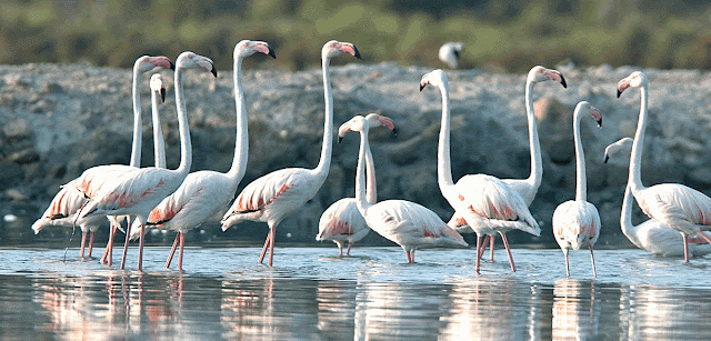 Flamencos en Formentera