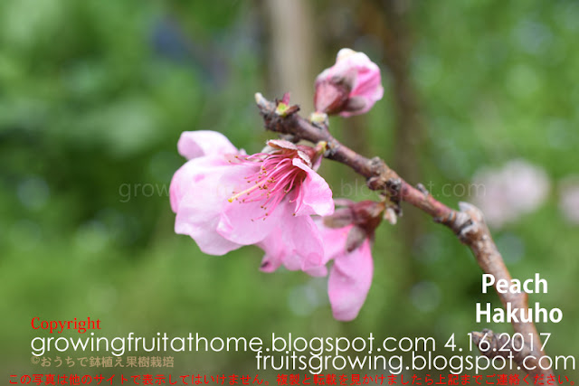 桃白鳳の開花
