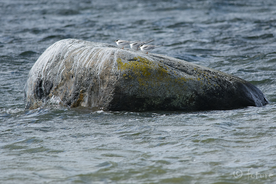 Randtiir, Sterna paradisaea, Arctic tern, tiir, macrura