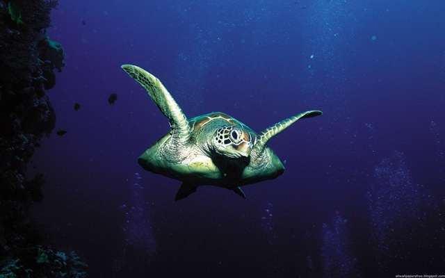 wallpaper sea. Sea wallpapers - Sea Turtle is