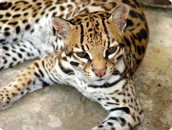 gato onza