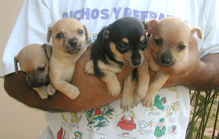 6-week-old Chihuahuas