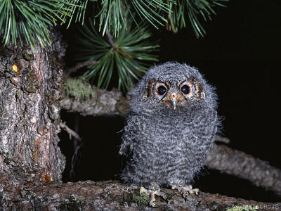 owl wallpaper. He#39;s just a little Screech Owl