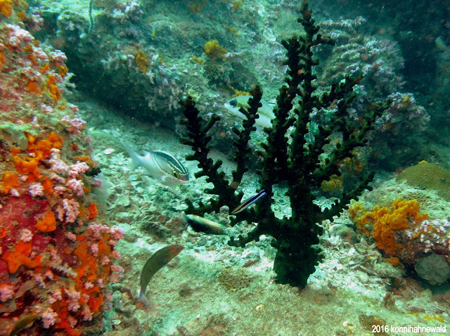 Green velvet acropora coral, andaman sea, koh lipe, thailand, tropical waters, excellent diving, scuba diving,