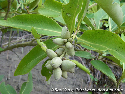 Api-api Jambu (Avicennia marina)