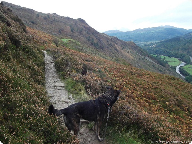 bruno on the precipice walk