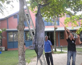 Marlin, Fishing Fiji