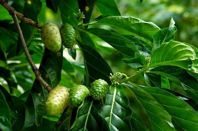 Ga Pede Dengan Jerawat? Atasi Dengan Daun Mengkudu Yuk!