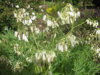 Dicentra formosa