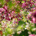 Cherry Blossom and sakura 