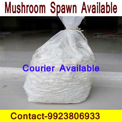 Mushrooms spawn in Sindhudurg and mushroom supplier in sindhudurg