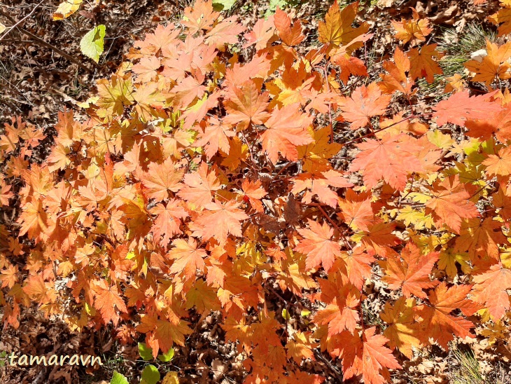 Клён ложнозибольдов (Acer pseudosieboldianum)