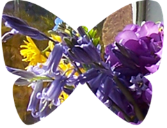 May ... bluebells