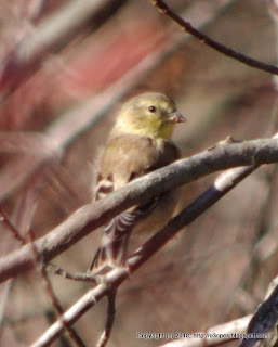 American Goldfinch