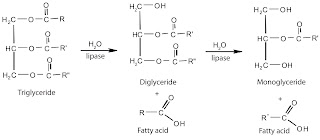   triglyceride คือ, cholesterol triglyceride คือ, triglyceride สูง, cholesterol คือ, ไตรกลีเซอไรด์สูง อันตราย, ไตรกลีเซอไรด์ กับ คอเลสเตอรอล ต่างกันอย่างไร, triglyceride ต่ำ, triglyceride ประกอบด้วยอะไรบ้าง, ldl cholesterol คือ