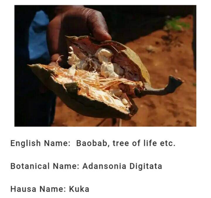 (Hausa: Kuka/Ƙwame) - (English: Baobab/Tree of Life) - (Botanical: Adansonia Digitata)