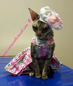 Coco, the Couture Cat in her Pink Paris dress and beret