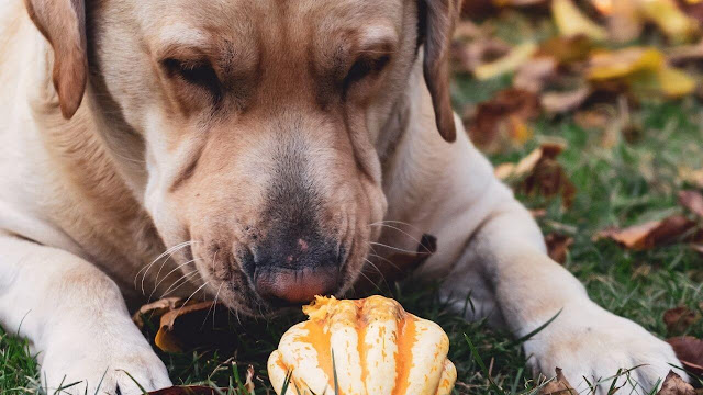 Golden Retriever Smell