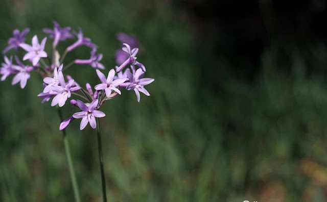 Society Garlic Flowers Pictures