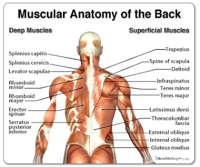 Best lats exercises for mass