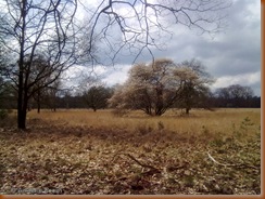 Krentenboom in bloei