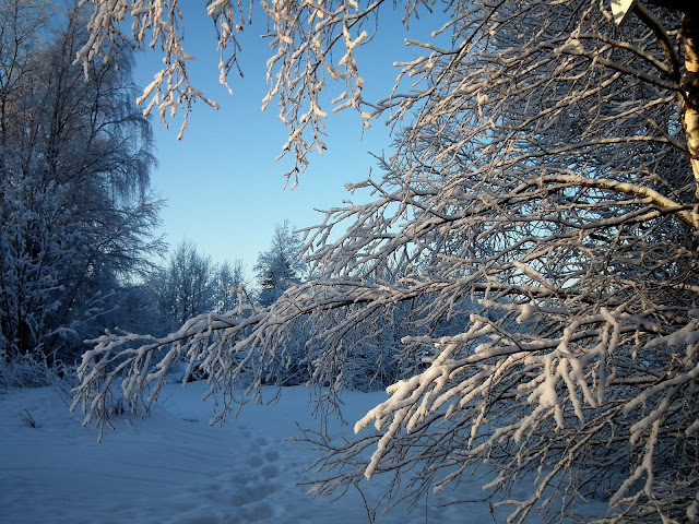 Talvi, lumi, tammikuu, huurre, puut, kotipiha