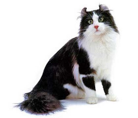 american curl cats kitten pussycat grimalkin mace pisik kotka gat kocka kass pusa kissa gato katze macska kottur kakis kate qattus kot pisica katt kedi con meo kucing breeds pets huisdieren animaux de compagnie Haustiere animais Animale de companie animales domesticos cat domestic