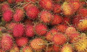 original fruit indonesia