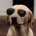 Stylish Dog With Goggles