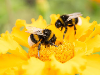 Twee hommels op een gele bloem