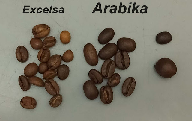 Excelsa coffee