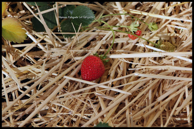 premières fraises