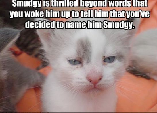 Funny cats pictures with words  These Humors
