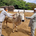 लॉकडाउन : गौशालाओं प्रतिदिन निरीक्षण करें पशु चिकित्सक, चारे की न रहे कमी : उपायुक्त