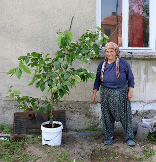 Little Lady with her new lemon tree