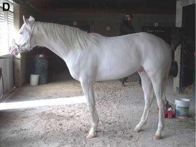 Dominant white Thoroughbred stallion