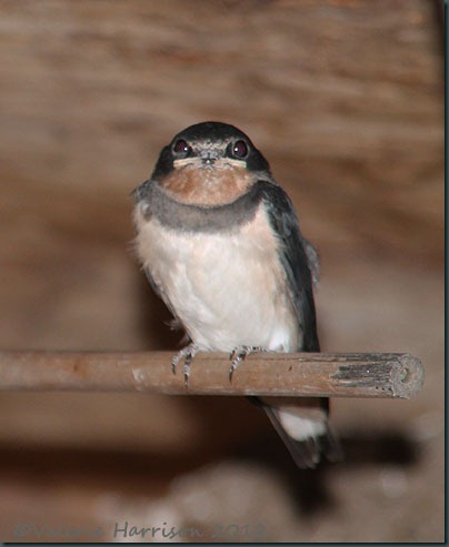 juv-swallow