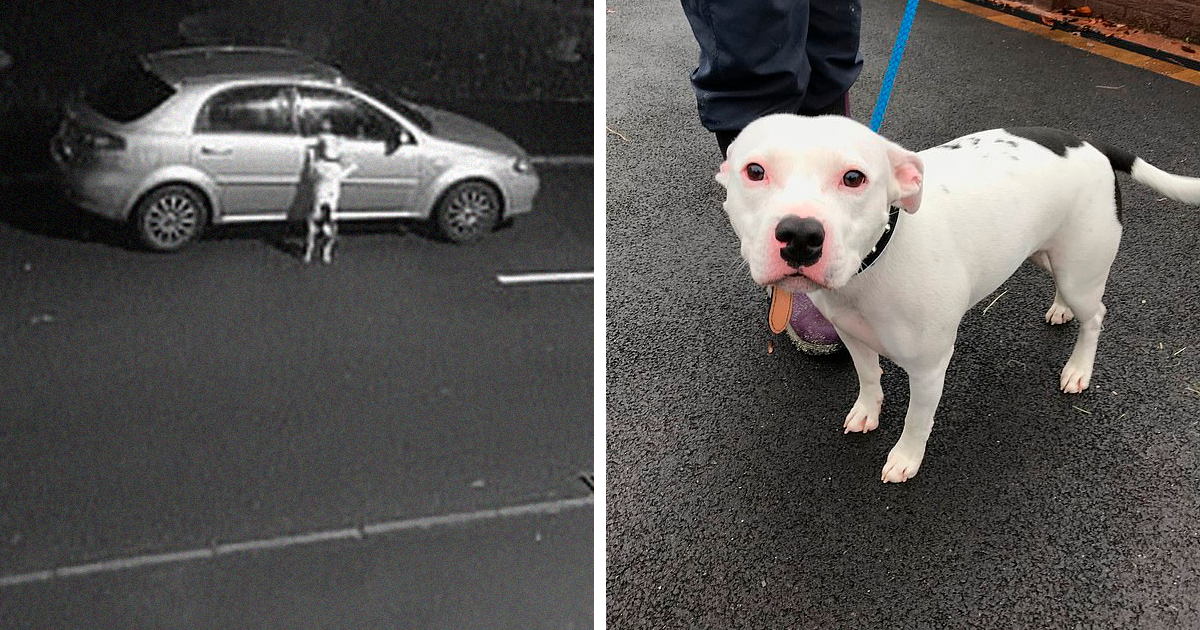 Heartbreaking Footage Shows Dog Trying To Get Back In The Car Without Realizing He Is Being Abandoned