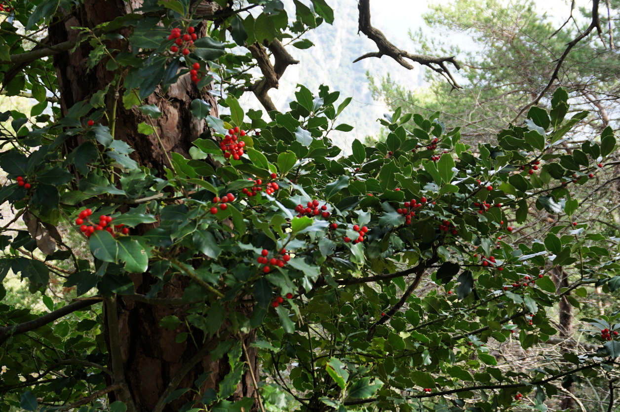 Winter berries near Col des Banquettes