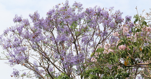 台中北屯|松勇公園和景美公園的藍花楹花開，藍紫色花毯也漂亮