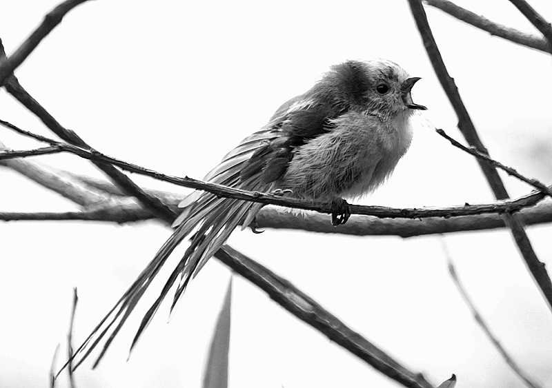 A young Long tailed Tit in