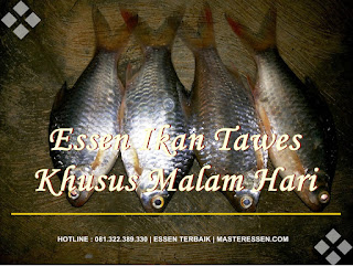 Essen Ikan Tawes Khusus Malam Hari