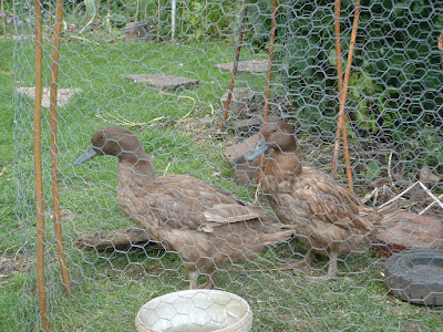 Two brown ducks on a lawn behind chicken wire