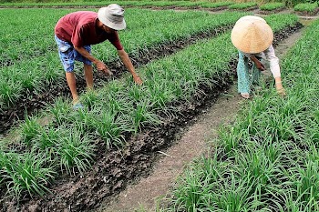 Cây hẹ - Đặc điểm sinh học và kỹ thuật trồng - Th.S Trần Thị Ba