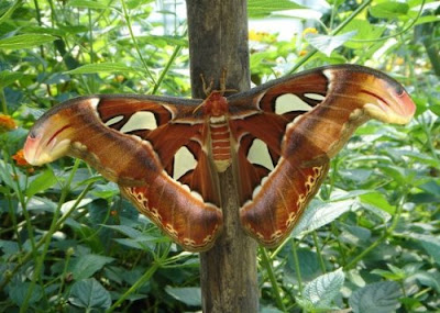 Beautiful Giant Butterfly  Seen On www.coolpicturegallery.us