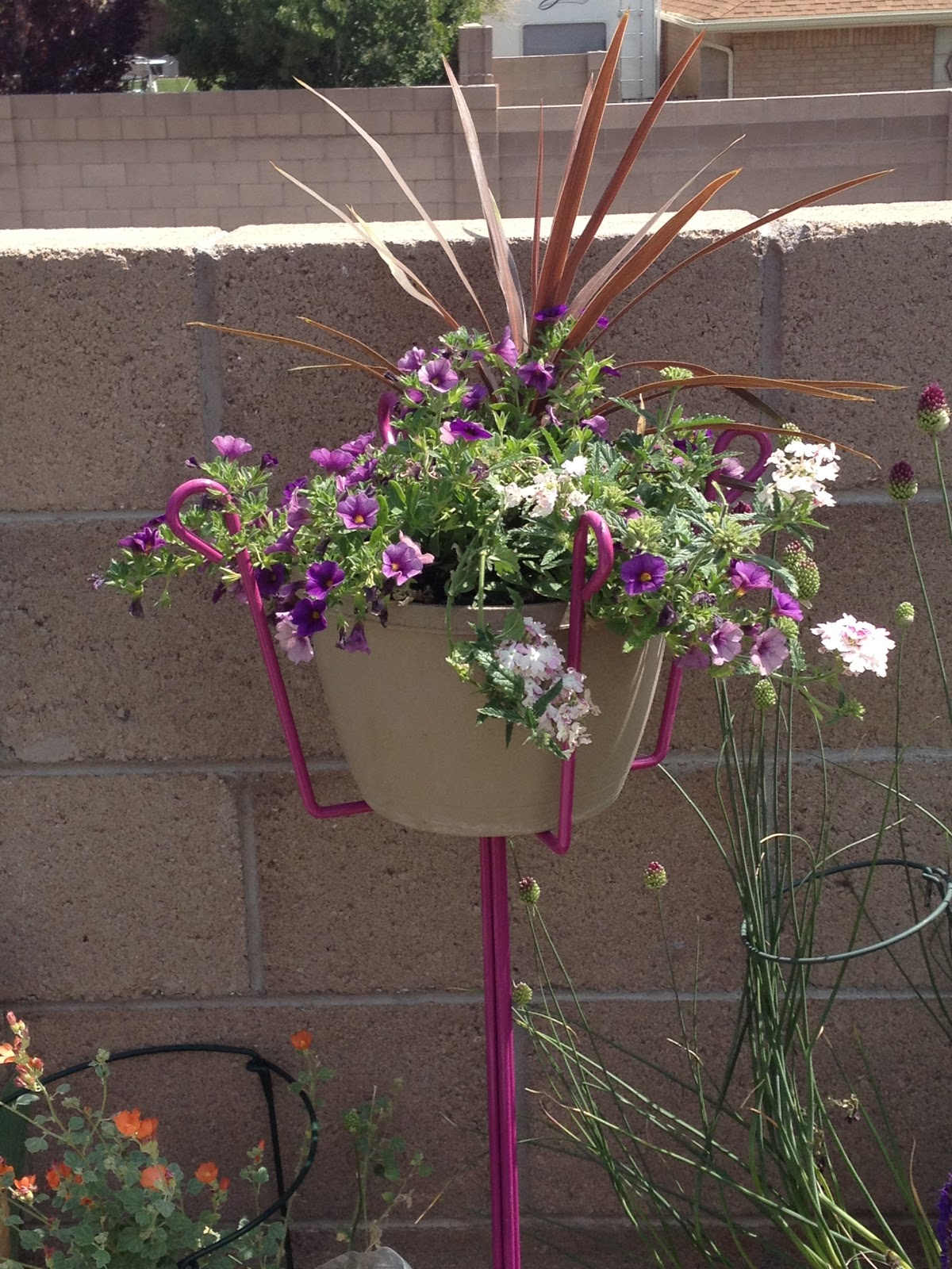 Thru My Garden Gate: Hanging Plants