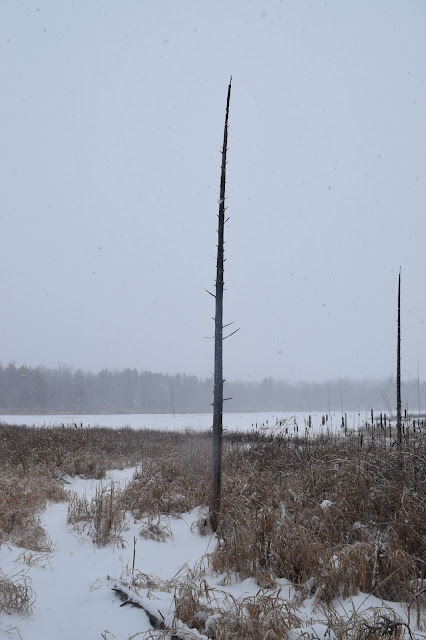 Cross-Country Skiing in Ottawa's Greenbelt - TheCraftyMann.Blogspot.com