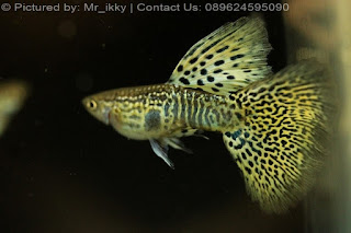 jual guppy import, jual guppy kaskus, jual guppy murah, jual guppy full red, jual guppy big ear, jual guppy jakarta, jual guppy betina, jual guppy jogja, jual guppy surabaya, jual guppy black moscow, jual guppy albino, jual guppy albino murah, jual aneka guppy, jual ikan guppy albino, jual guppy red albino, jual ikan guppy aneka, jual ikan guppy red albino, harga guppy albino, jual guppy blue grass, jual guppy blue sky, jual guppy berkualitas, jual guppy blue moscow, jual guppy bandung, jual guppy bekasi, jual guppy blue lace, jual guppy cobra, harga guppy cobra, jual ikan guppy cobra, jual ikan guppy cirebon, jual guppy di medan, jual guppy di jakarta, jual guppy dan ikan lainnya, jual guppy depok, jual guppy di jogja, harga guppy dragon, jual ikan guppy di jakarta, jual ikan guppy di bandung, jual ikan guppy depok, jual ikan guppy di batam, jual guppy endler, jual guppy full platinum, jual guppy fish, jual guppy full black, jual fancy guppy, harga guppy full red, harga guppy full black, jual ikan guppy full platinum, jual hikari fancy guppy, harga guppy fish, jual guppy grosir, jual ikan guppy blue grass, jual ikan guppy grosir, jual guppy hias, jual guppy hb pastel, jual guppy halfmoon, harga guppy hias, jual ikan guppy hias, harga jual guppy, harga hikari guppy, harga jual ikan guppy hias, harga jual guppy full red, jual guppy import 2015, jual guppy indukan, jual ikan guppy, jual ikan guppy jakarta, jual ikan guppy betina, jual ikan guppy murah, jual ikan guppy bandung, jual ikan guppy surabaya, jual guppy jambi, jual guppy jakarta timur, jual ikan guppy jawa timur, jual ikan guppy jember, jual ikan guppy di jambi, jual guppy, jual guppy kontes, jual ikan guppy kontes, jual ikan guppy kaskus, jual guppy lokal, jual guppy red lace, jual ikan guppy lampung, jual guppy medan, jual guppy mata merah, jual guppy micariff, jual guppy malang, jual ikan guppy medan, jual ikan guppy makassar, jual guppy neon, harga guppy neon, jual guppy online, jual ikan guppy online, jual guppy partai, jual guppy palembang, jual guppy platinum, jual guppy panda, jual guppy pekanbaru, jual guppy pontianak, jual pakan guppy, harga guppy platinum, jual ikan guppy pontianak, jual guppy red, jual guppy ribbon, harga guppy ribbon, harga guppy red, jual ikan guppy ribbon, jual ikan guppy super red, jual guppy super red, jual guppy swallow, jual guppy sky blue, jual ikan guppy solo, jual ikan guppy sidoarjo, jual ikan guppy strain murni, jual guppy strain, jual guppy tangerang, jual guppy tuxedo, jual tetra guppy, harga guppy tuxedo, jual ikan guppy tangerang, jual ikan guppy termahal, harga tetra guppy, jual pakan tetra guppy, harga guppy termahal, jual guppy yogyakarta, jual ikan guppy yogyakarta, jual guppy 2013, jual guppy 2012, jual ikan guppy 2013, jual ikan guppy 2014, harga guppy 2013, jual ikan guppy 2012, jual guppy import 2013, harga guppy 2010,